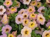 Calibrachoa-Chameleon-Blueberry-Scone-1