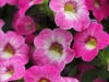 Calibrachoa-Chameleon-Pink-Diamond