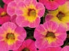 Calibrachoa-Chameleon-Tart-Deco