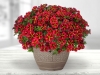 Calibrachoa-Colibri-Bling-Exotic-Red-1