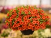 Calibrachoa-Colibri-Tangerine-3