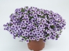 Calibrachoa-Eyeconic-Purple