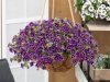 Calibrachoa-TikTok-Blue