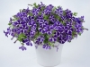 Petunia-Cascadias-Purple-Gem