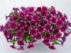 Petunia-Cascadias-Rim-Cherry