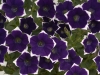 Petunia-Cascadias-Violet-Rim3