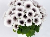 Petunia-Crazytunia-Black-and-White