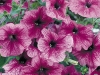 Petunia-Daddy-Sugar