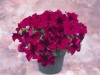 Petunia-Dreams-Burgundy-2