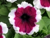 Petunia-Dreams-Burgundy-Picotee-2