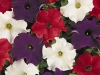 Petunia-Dreams-Mix-Patriot