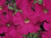 Petunia-Dreams-Neon-Rose