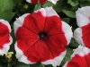 Petunia-Dreams-Red-Picotee-2