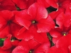 Petunia-Dreams-Red