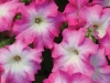 Petunia-Dreams-Rose-Morn2