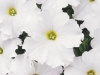 Petunia-Dreams-White