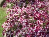 Petunia-Easy-Wave-Burgundy-Star2