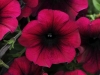 Petunia-Easy-Wave-Burgundy-Velour-1