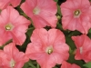 Petunia-Easy-Wave-Coral-Reef