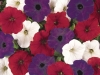 Petunia-Easy-Wave-Mix-The-Flag