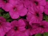 Petunia-Easy-Wave-Neon-Rose