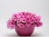 Petunia-Easy-Wave-Pink-Passion-1