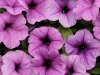 Petunia-Easy-Wave-Plum-Vein