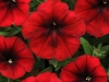 Petunia-Easy-Wave-Red-Velour-1