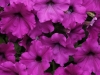 Petunia-Easy-Wave-Violet