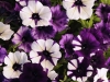 Petunia-Shock-Wave-Purple-TieDye