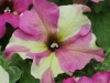 Petunia-Sophistica-Lime-Bicolor