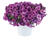 Petunia-Splash-Dance-Purple-Polka