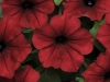 Petunia-Tidal-Wave-Red-Velour