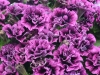 Petunia-Veranda-Double-Sugar-Plum-Close-Up