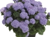 Ageratum-Park-Majorelle