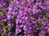 Angelonia-Serena-Purple-10