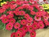 Argyranthemums-Grandessa-Red-3