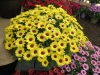 Argyranthemums-Grandessa-Yellow-1