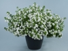 Bacopa-Scopia-Double-Snowball