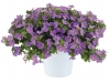 Bacopa-Scopia-Gulliver-Compact-Purple