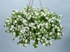 Bacopa-Scopia-Gulliver-Compact-White