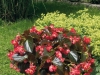 Begonia-Big-Red-With-Bronze-Leaf-Planter7