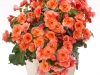 Begonia-Esme-Peach-Geo-Pot