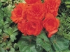 Begonia-Nonstop-Orange