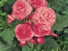 Begonia-Nonstop-Pink-Imp3