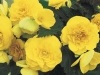 Begonia-Nonstop-Yellow-Impr-2