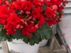 Begonia-Vermillion-Red-14