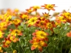 Bidens-Blazing-Glory-3