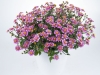 Bidens-Pretty-in-Pink