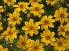 Bidens-Yellow-Charm2